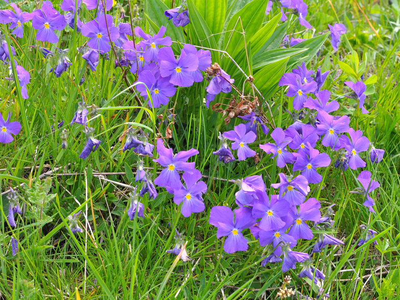 Viola calcarata