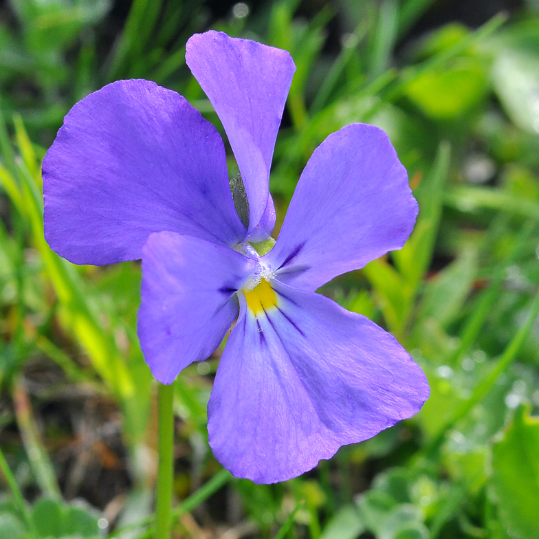 Viola calcarata