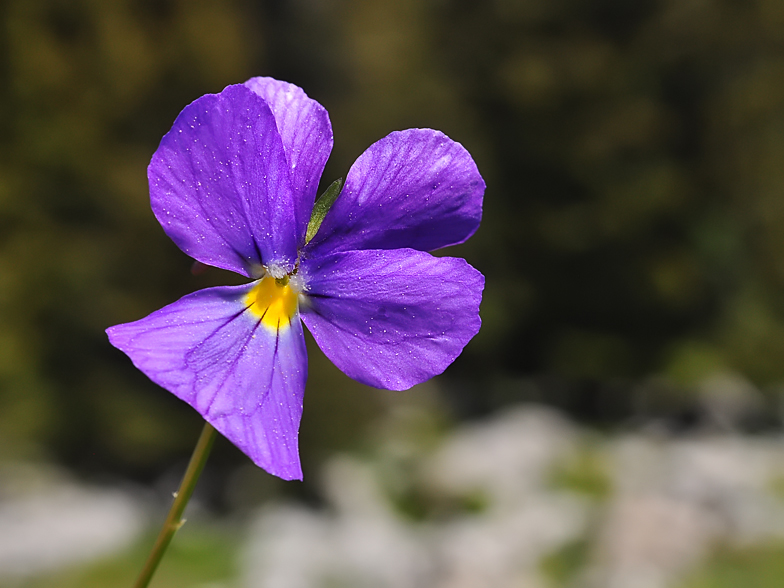 Viola calcarata