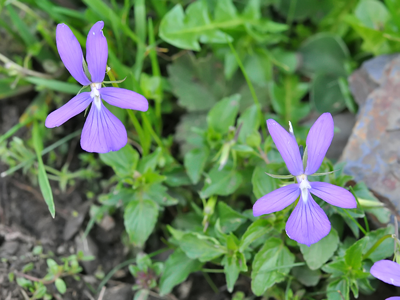 Viola cornuta