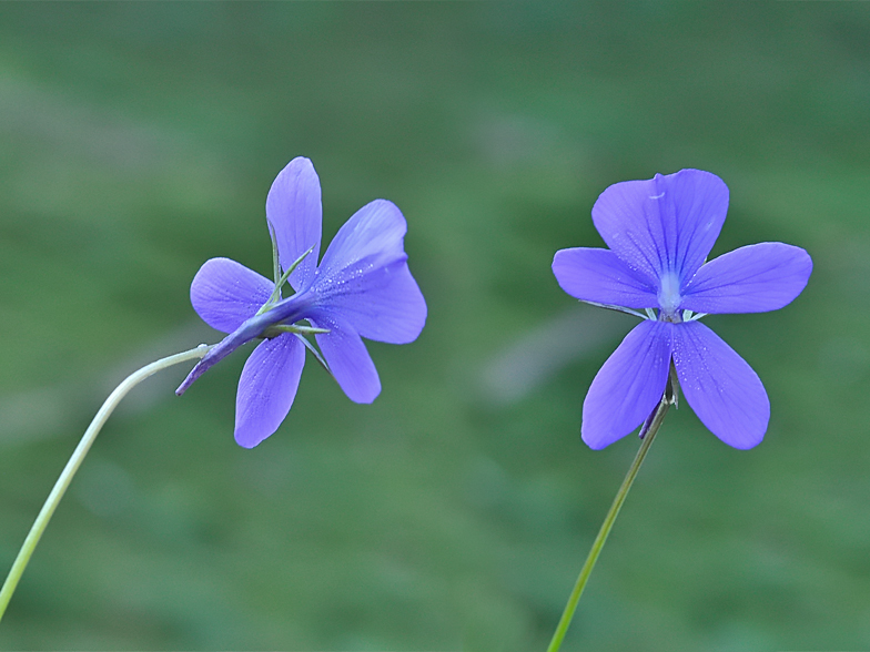 Viola cornuta