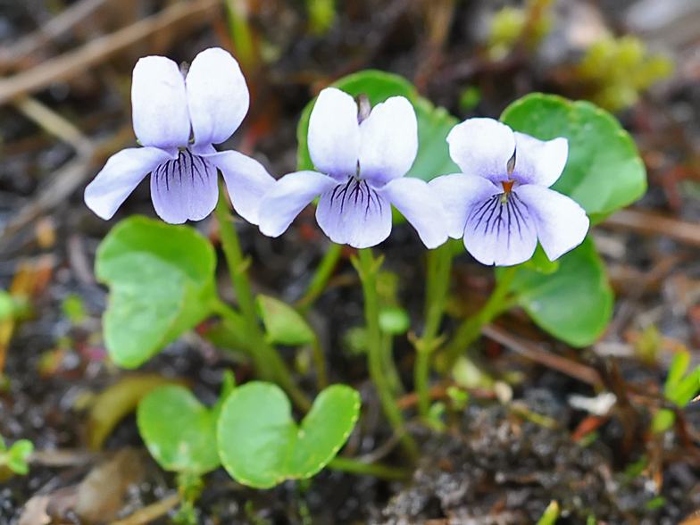 Viola palustris