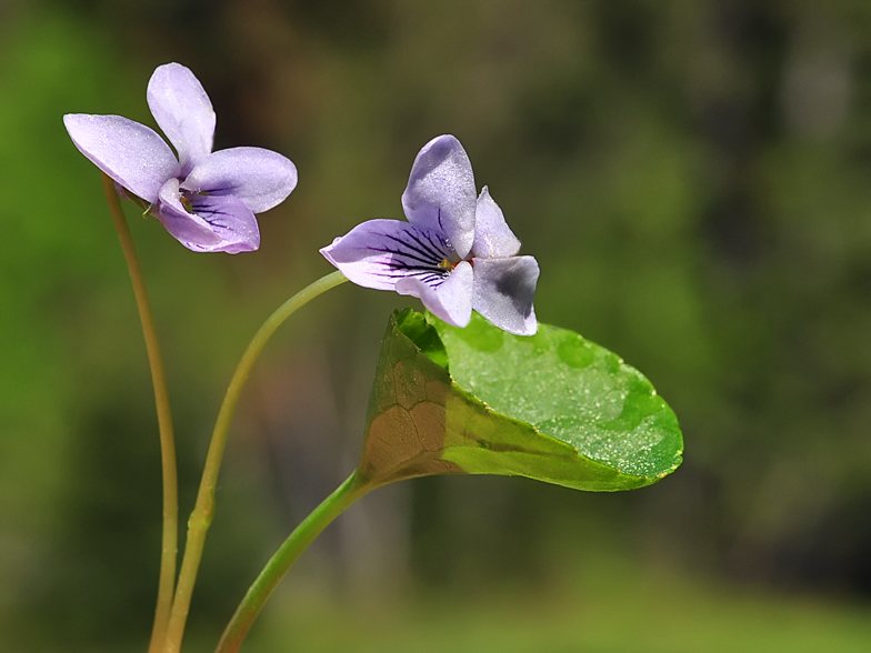 Viola palustris