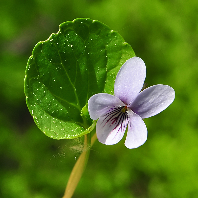 Viola palustris