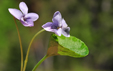 Viola palustris