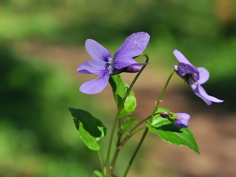 Viola reichenbachiana