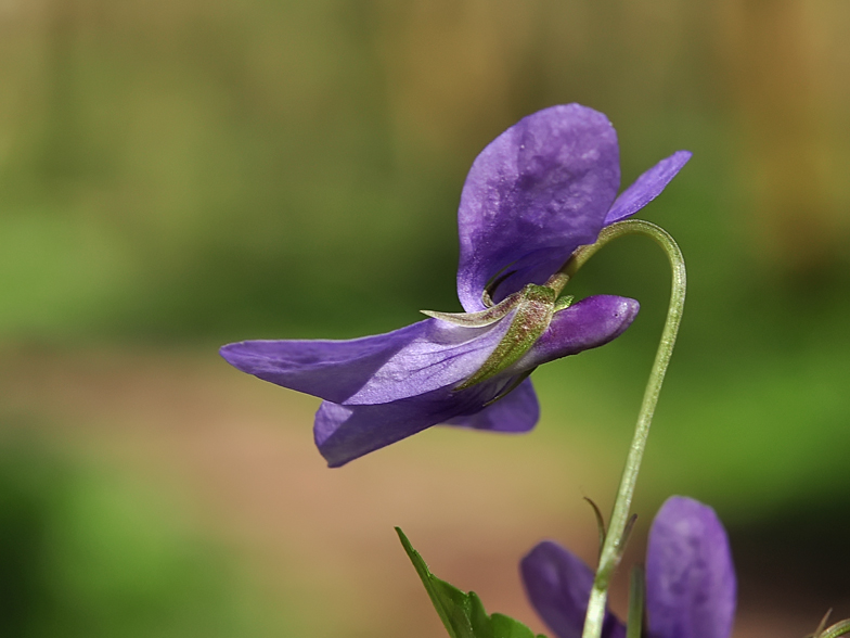 Viola reichenbachiana