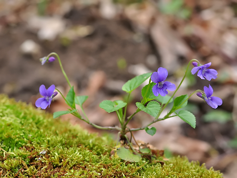 Viola reichenbachiana