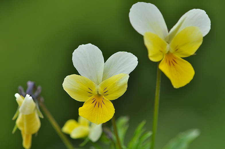 Viola tricolor