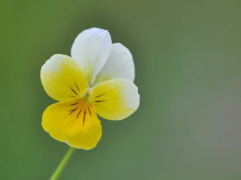 Viola tricolor