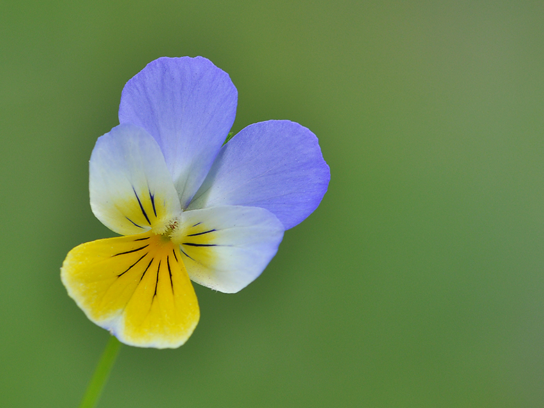 Viola tricolor