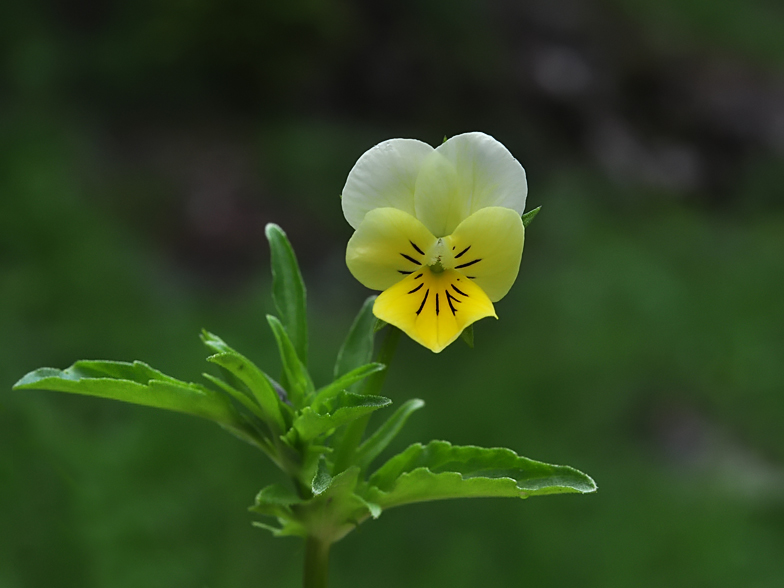 Viola tricolor