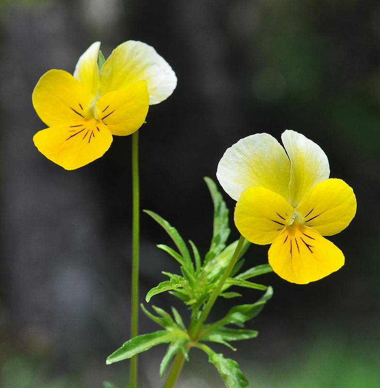 Viola tricolor