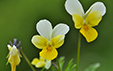 Viola tricolor