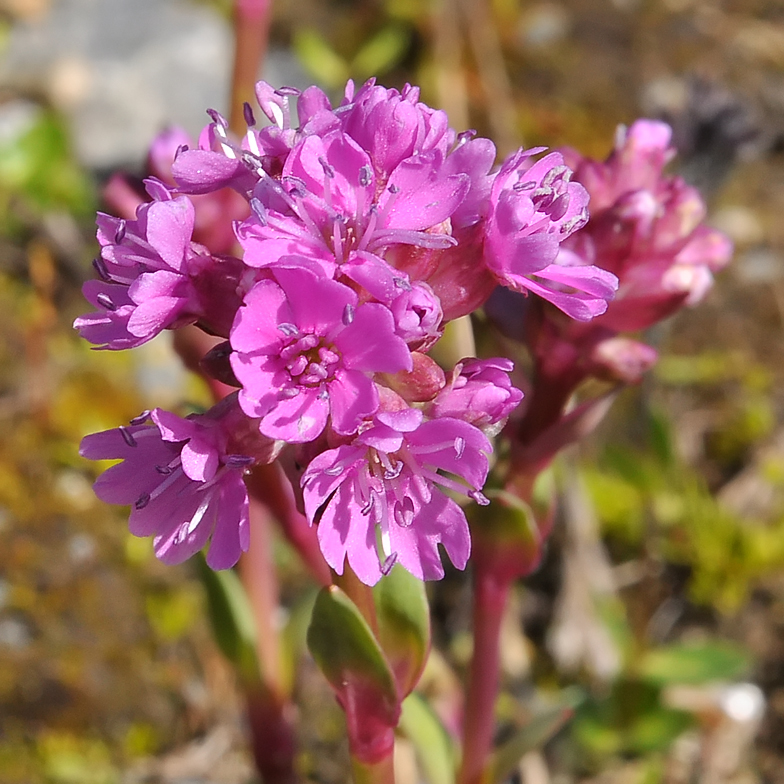 Viscaria alpina