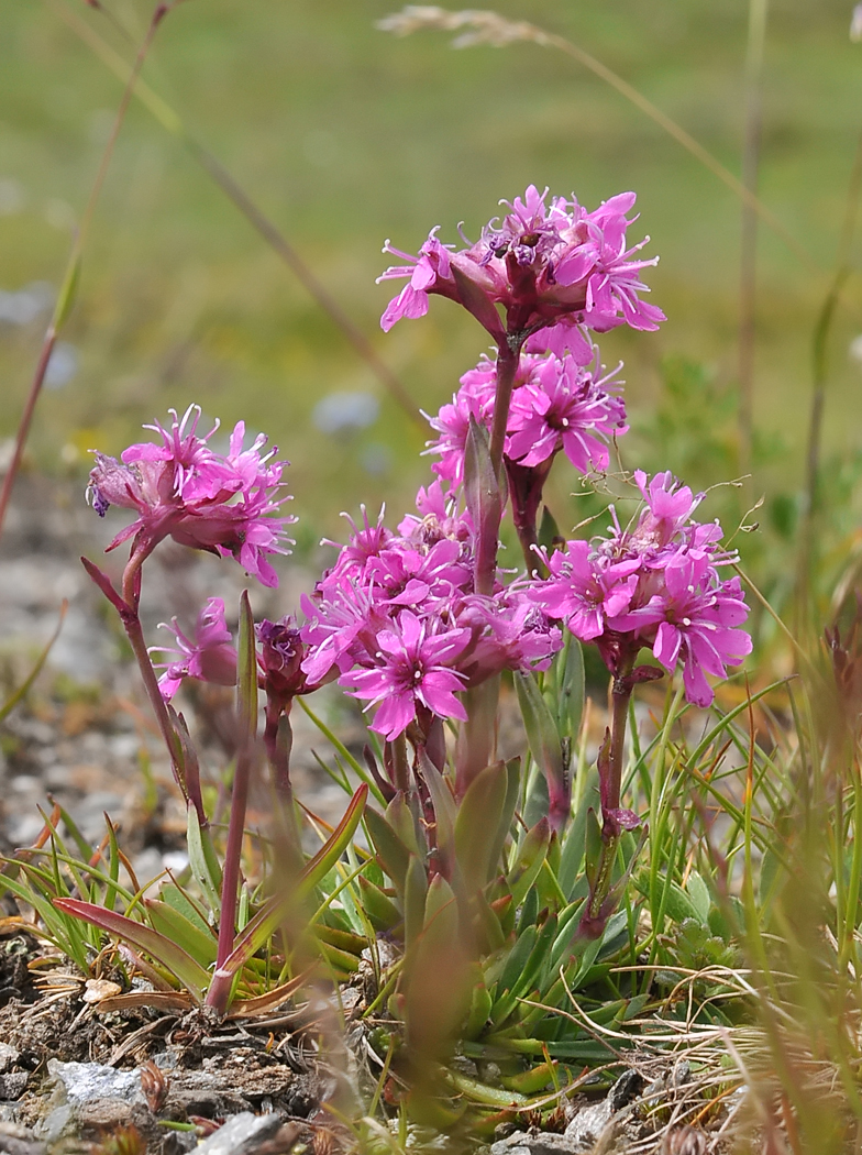 Viscaria alpina