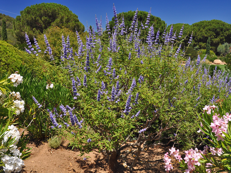 Vitex agnus castus