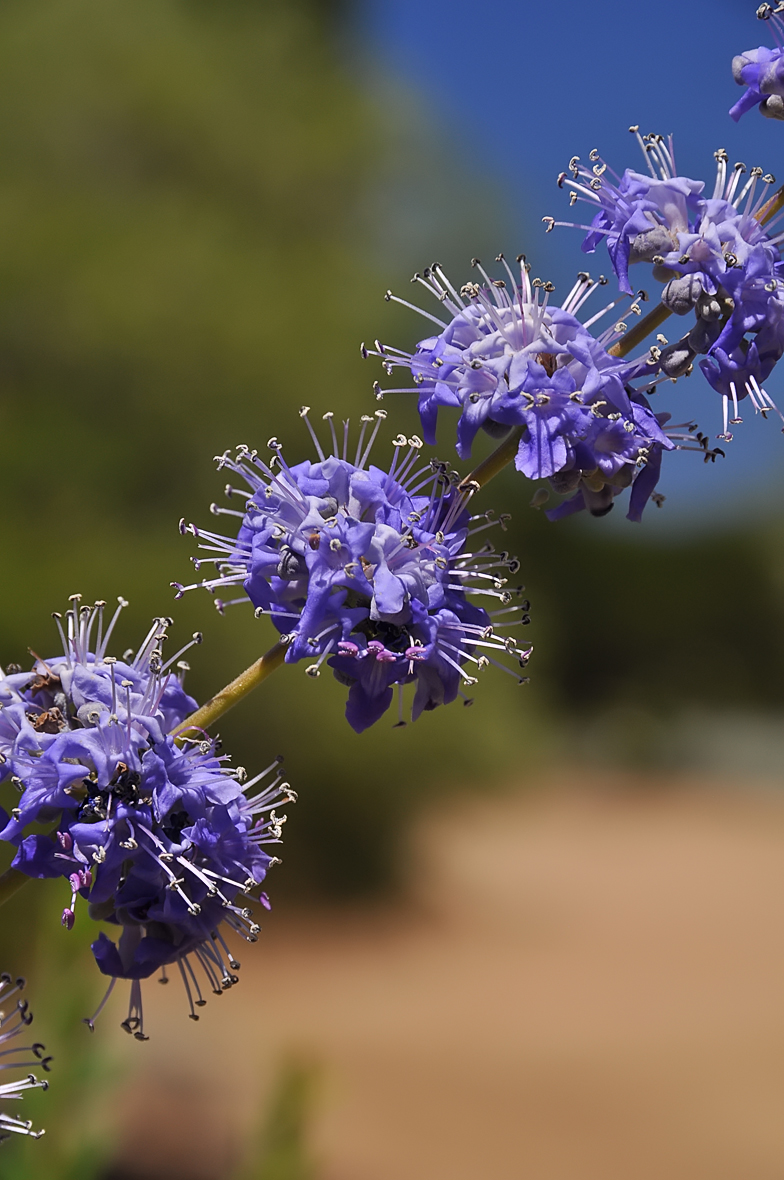 Vitex agnus castus