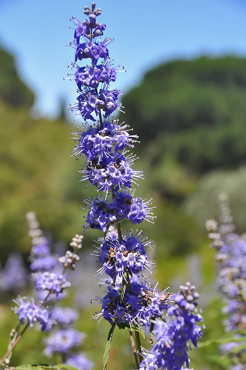 Vitex agnus castus