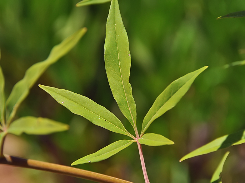 Vitex agnus castus