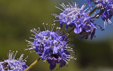 Vitex agnus castus