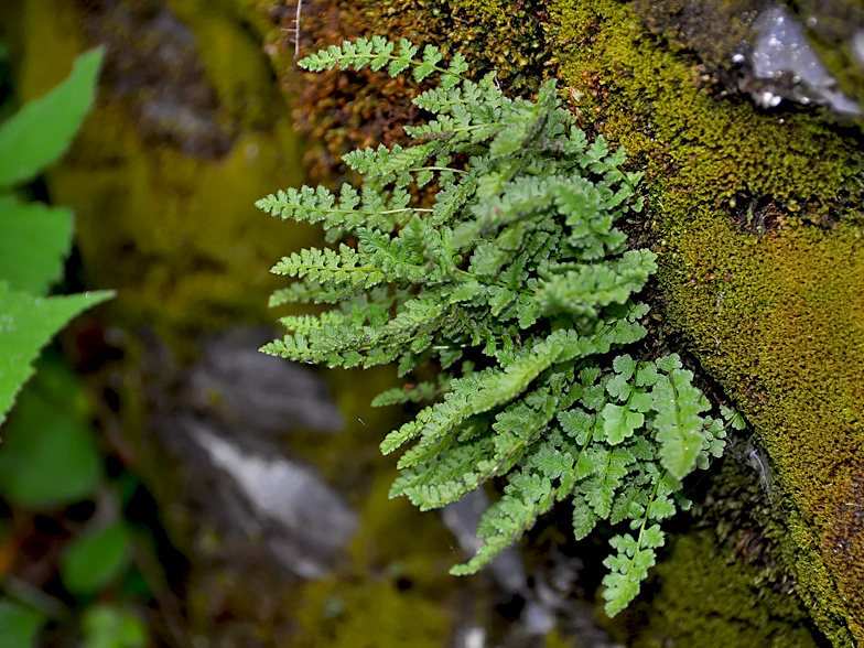 Woodsia alpina