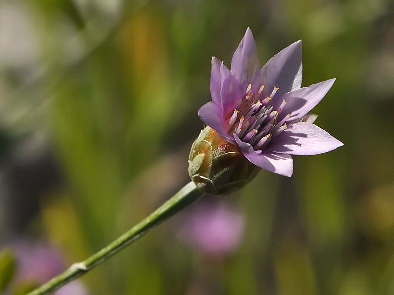 Xeranthemum cylindraceum