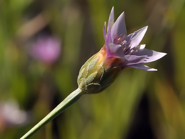 Xeranthemum cylindraceum