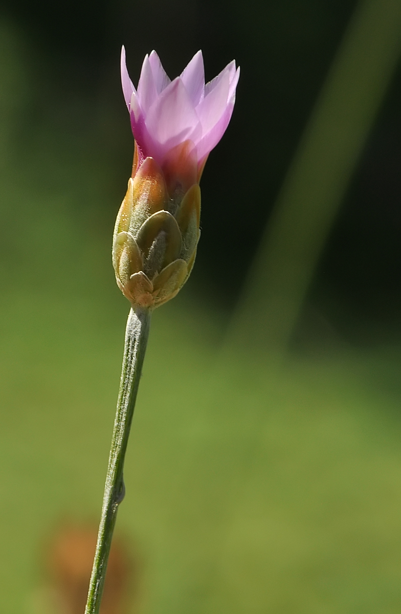 Xeranthemum cylindraceum