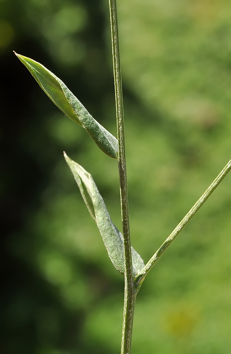 Xeranthemum cylindraceum