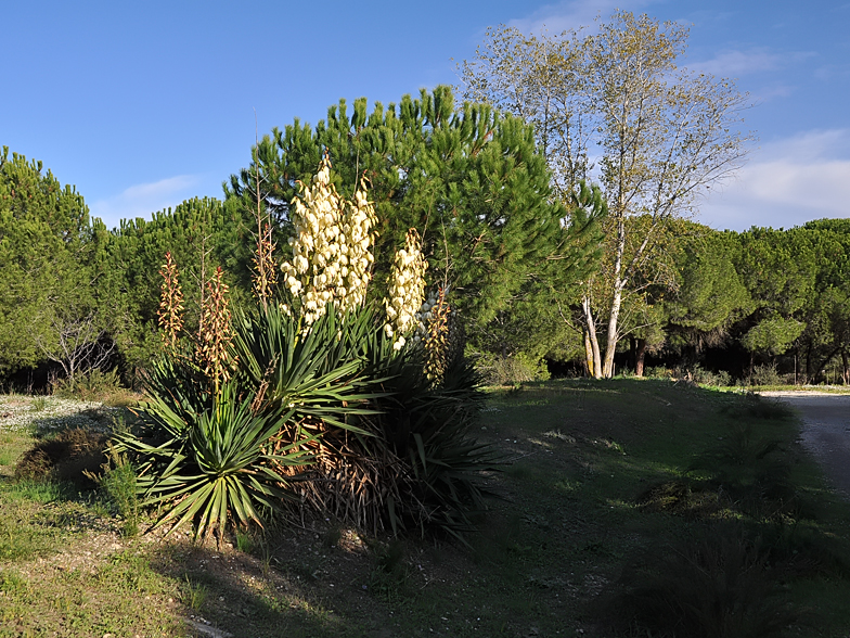 Yucca gloriosa