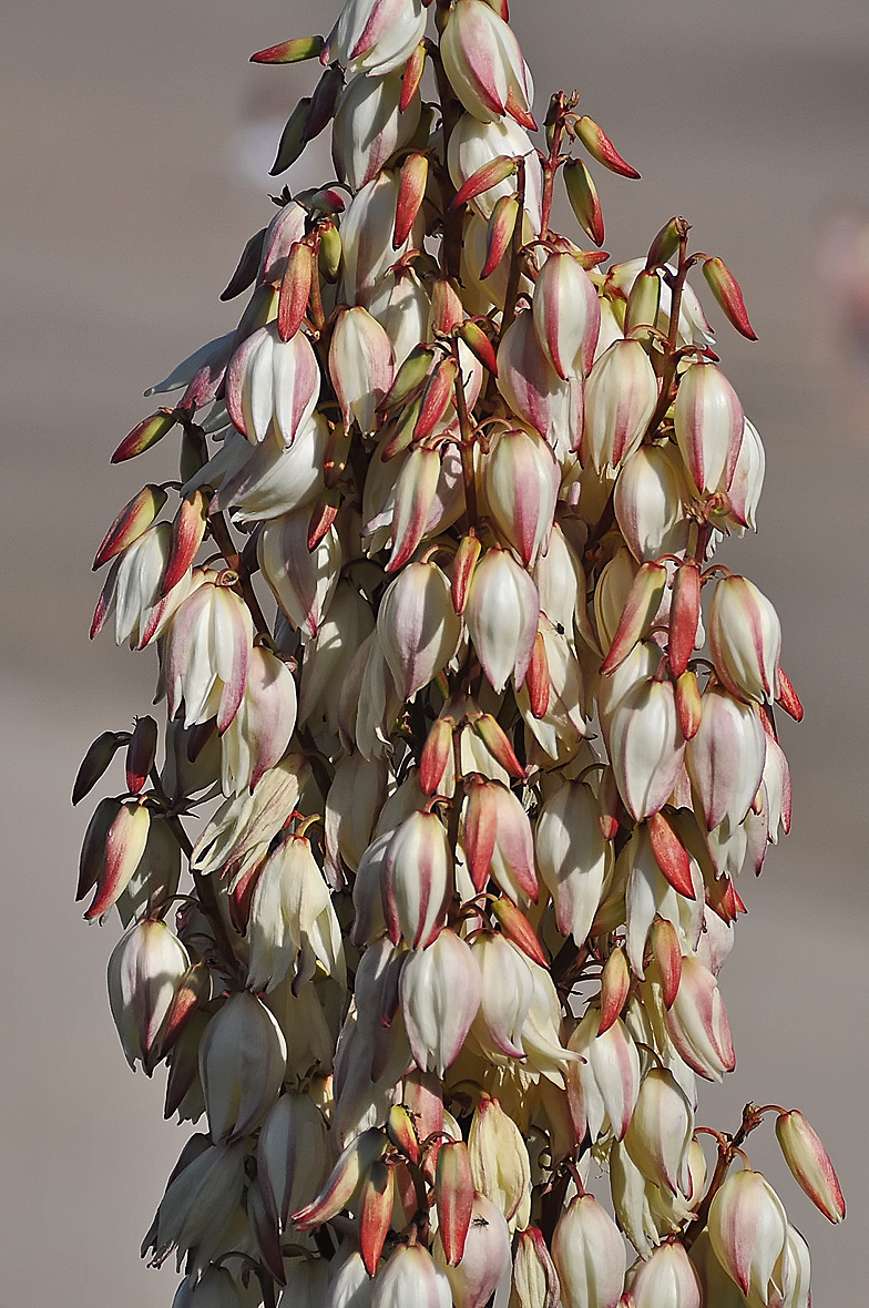 Yucca gloriosa