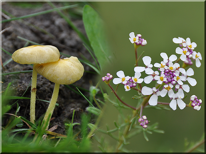 Morchella et equisetum