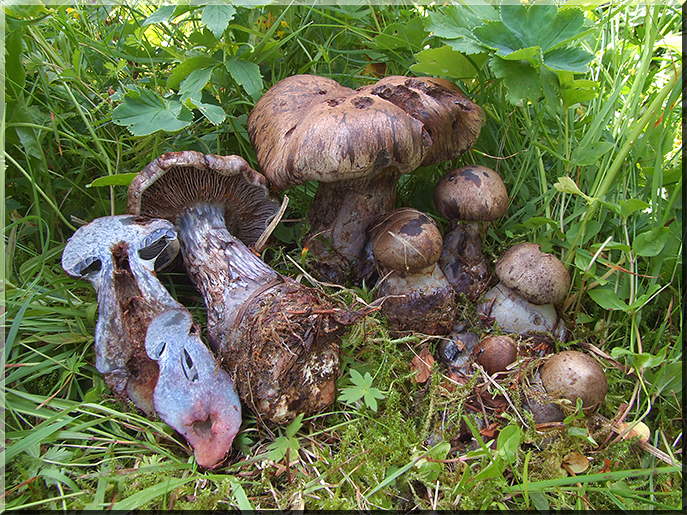 Cortinarius cyanites