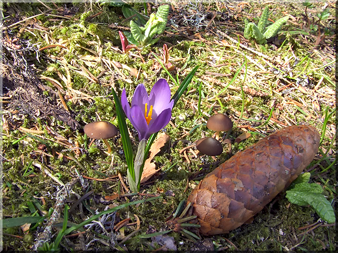 Crocus albiflorus et Strobilurus esculentus