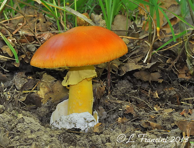 Amanita caesarea 2013