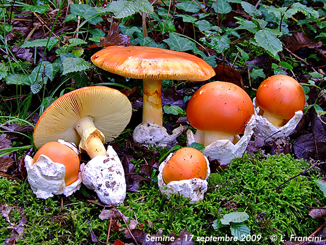 Amanita caesarea