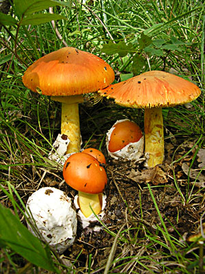 Amanita caesarea