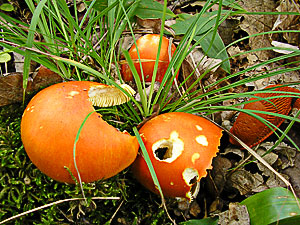 Amanita caesarea limace