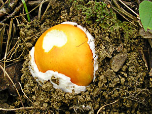 Amanita caesarea oeuf