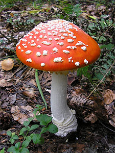 Amanita muscaria