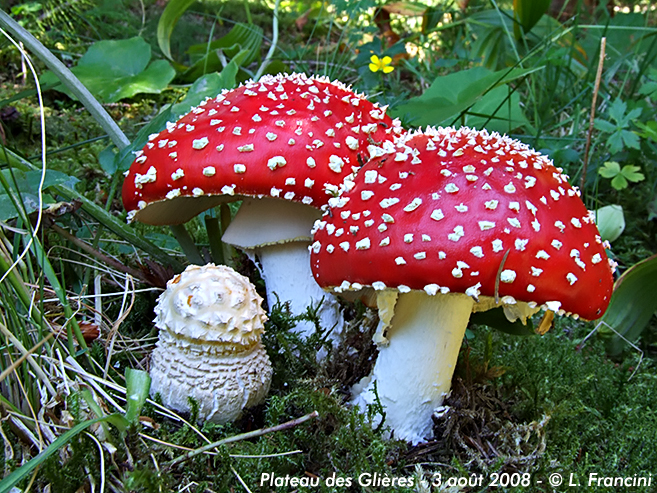 Amanita muscaria