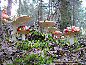 Amanita muscaria