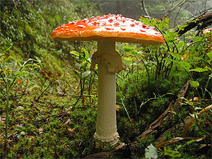 Amanita muscaria