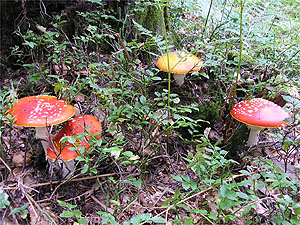 Amanita muscaria