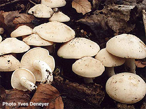 Calocybe gambosa