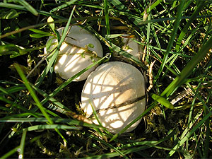 Calocybe gambosa