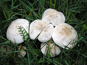 Calocybe gambosa