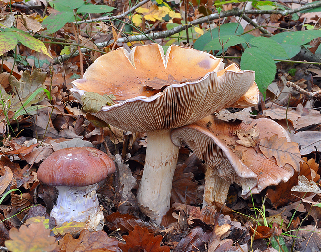 Cortinarius praestans