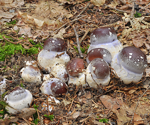 Cortinarius praestans